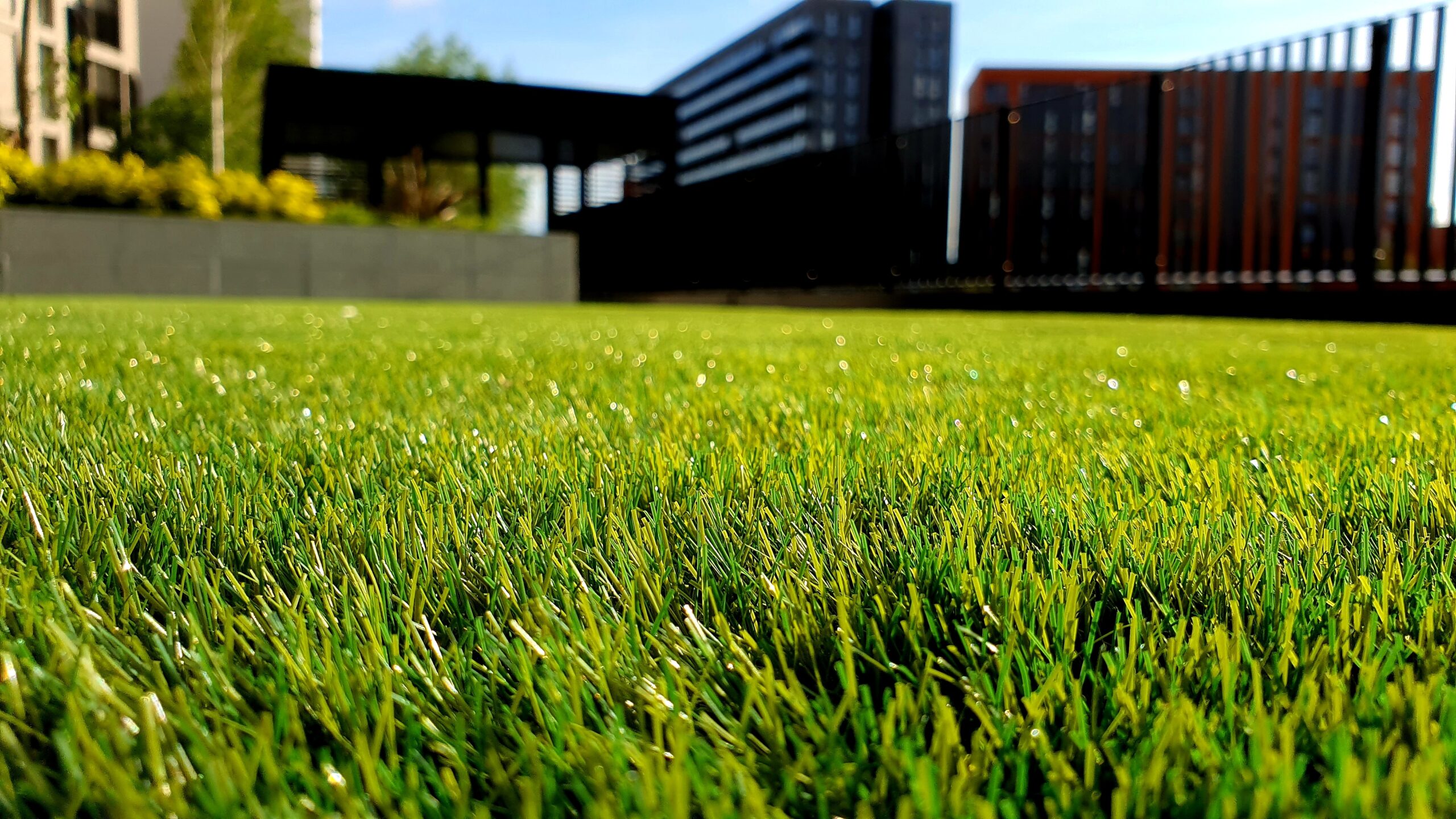 Photo of a healthy lawn to highlight the article